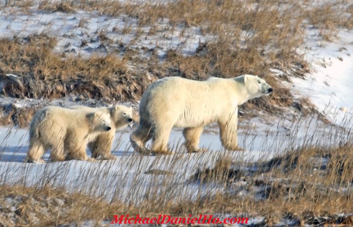 polar bear photos