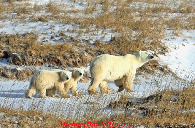 polar bear with cubs