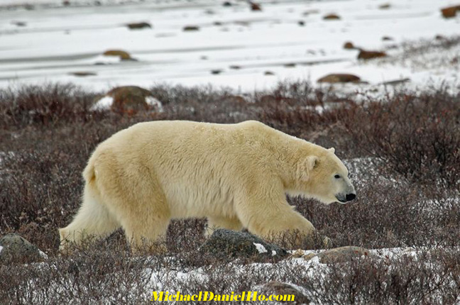 polar bear photos