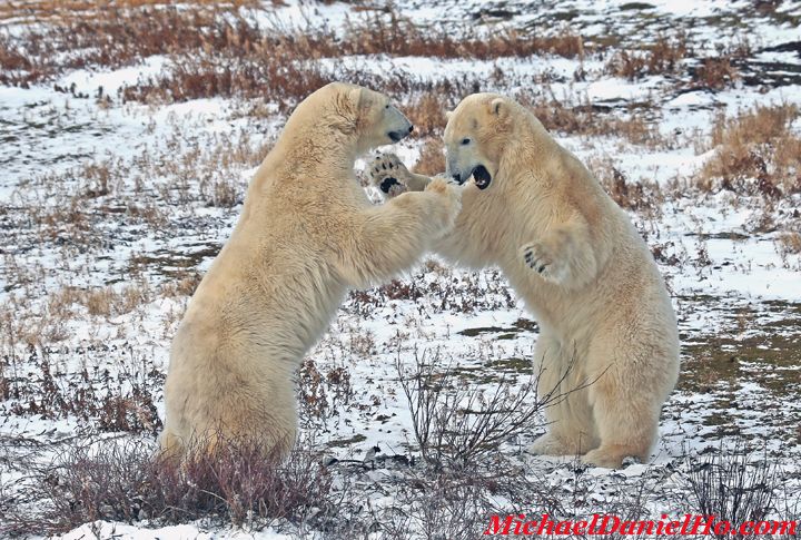 polar bear photos