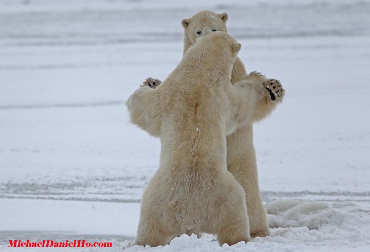 polar bear pictures