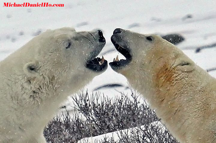 photo of Polar Bear