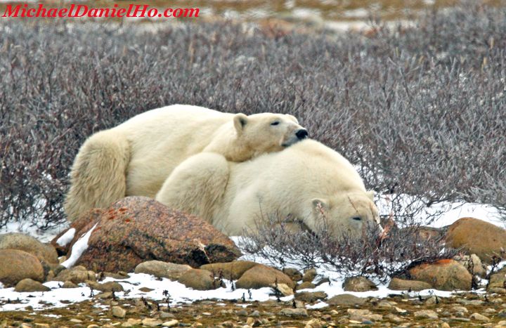 polar bear photos