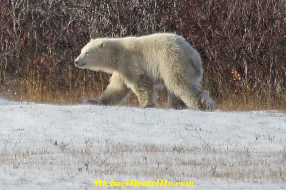 polar bear photos