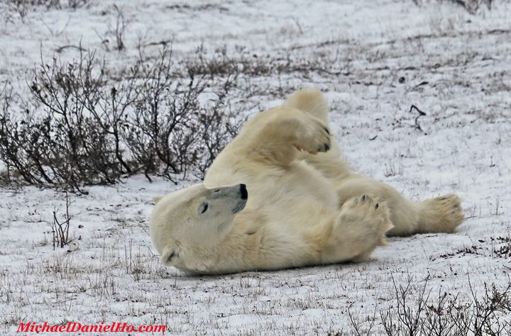 polar bear photos