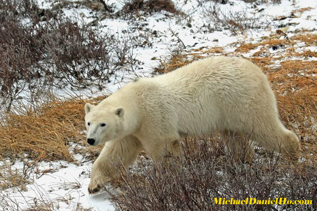 polar bear photos