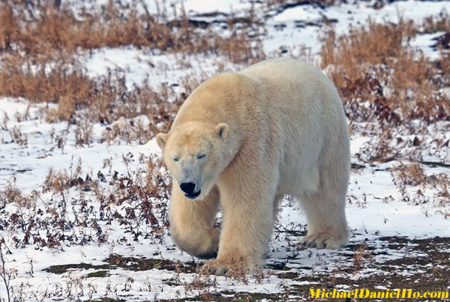 polar bear photos