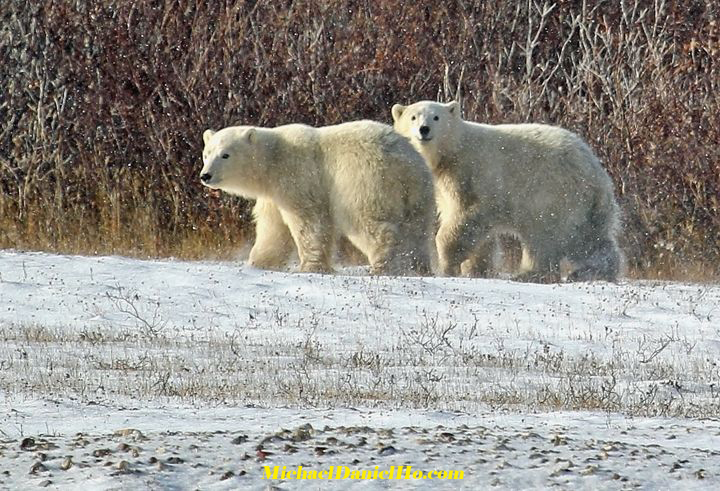 polar bear photos