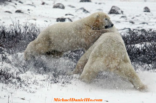 polar bear photos