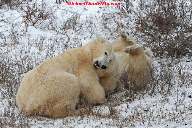 polar bear photos