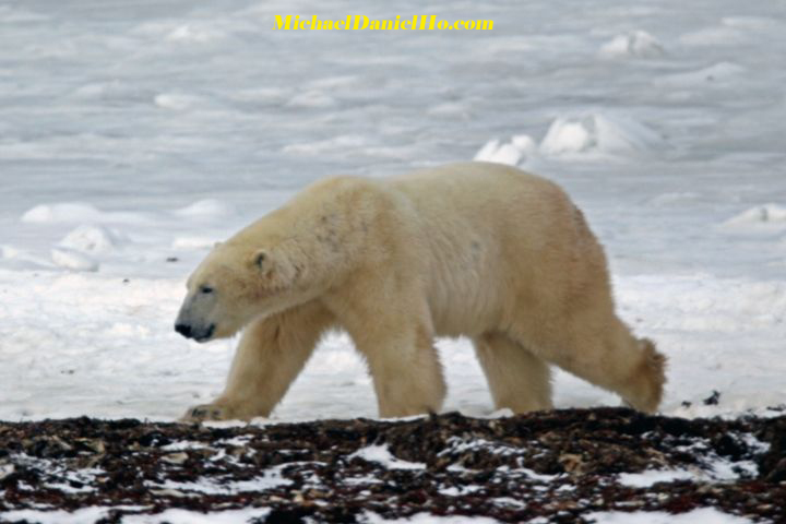 polar bear pictures