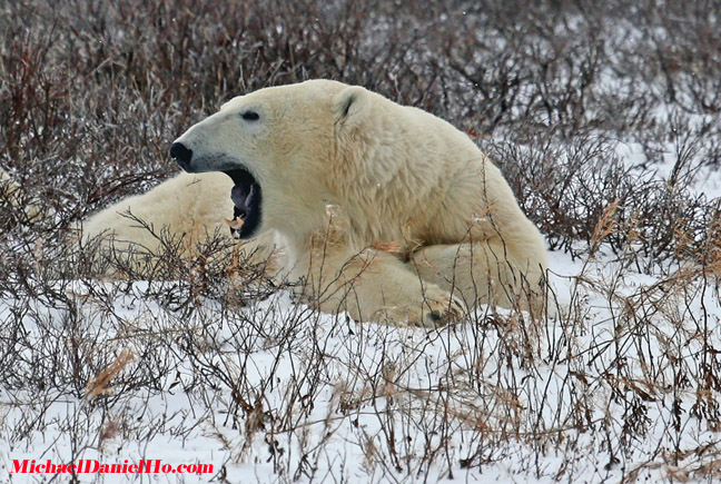 polar bear photos