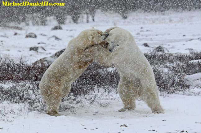 polar bear photos