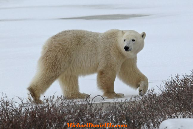 polar bear photos