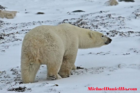 polar bear photos