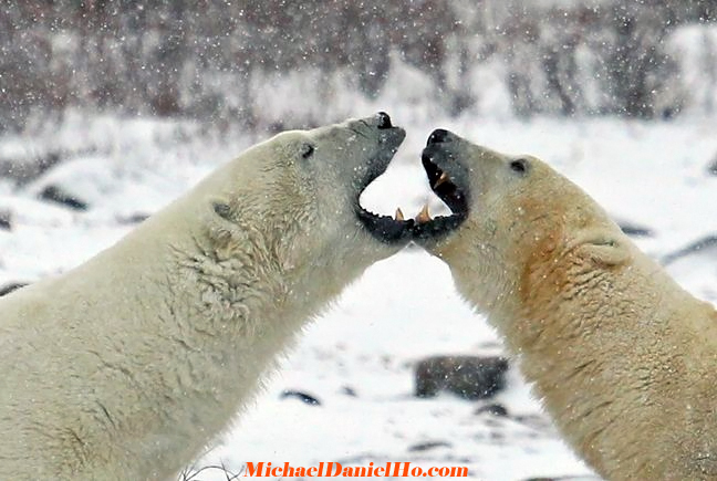 photo of polar bear sparring
