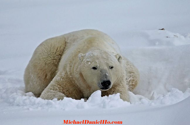 polar bear photos