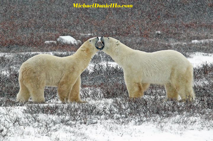 polar bear pictures