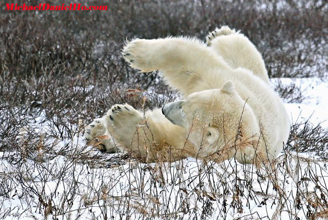 polar bear photos