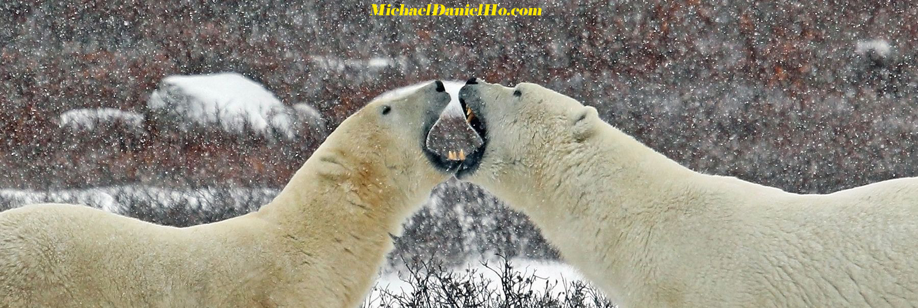 photo of polar bear with cubs