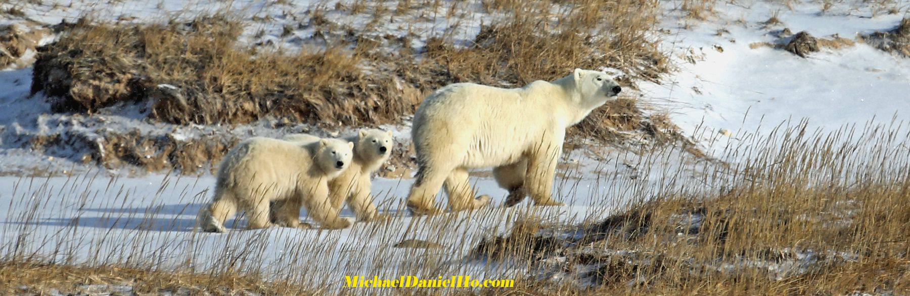 photo of polar bear with cubs