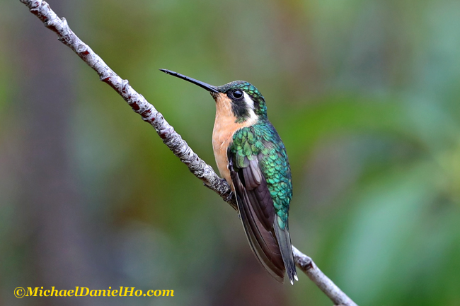 purple throated mountaingem hummingbird in costa rica