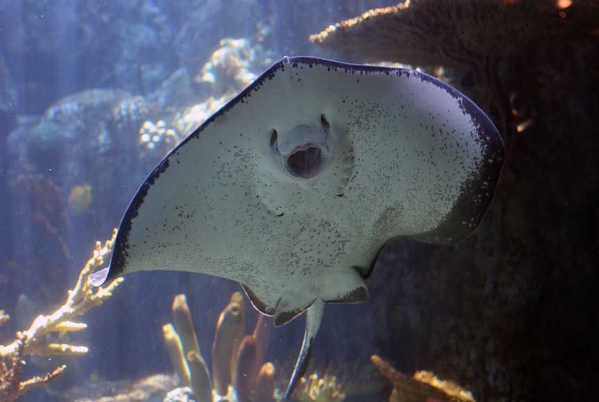 photo of stingray