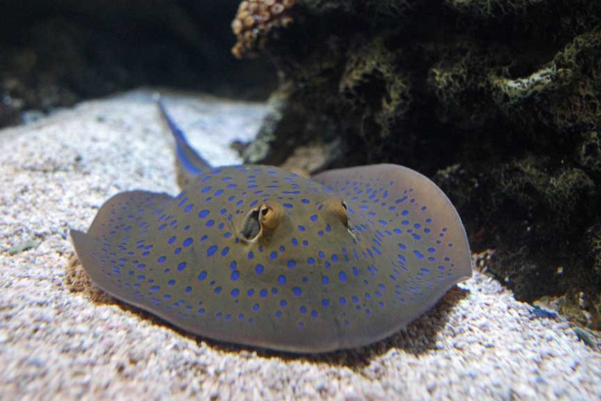 photo of stingray