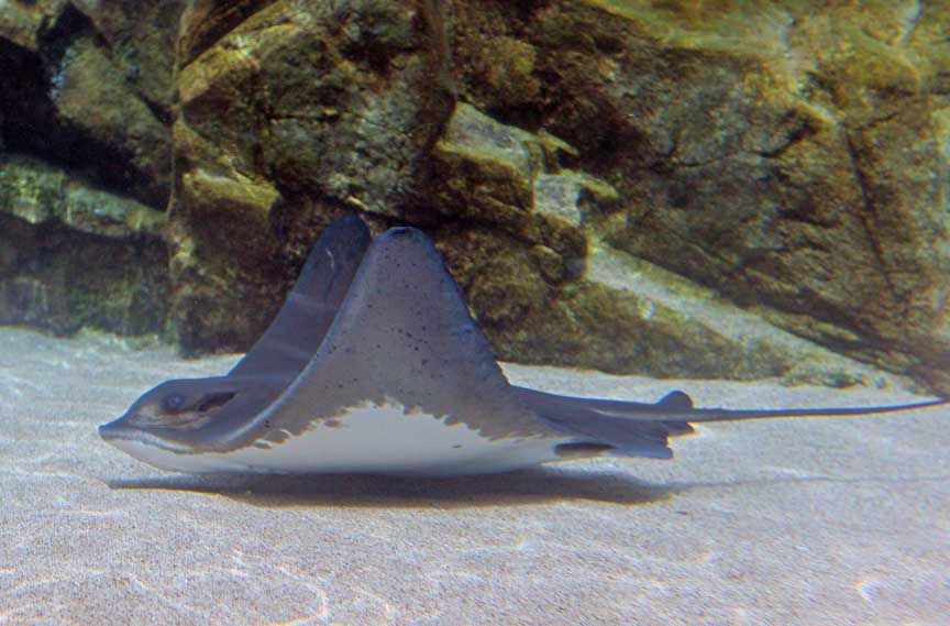 photo of stingray