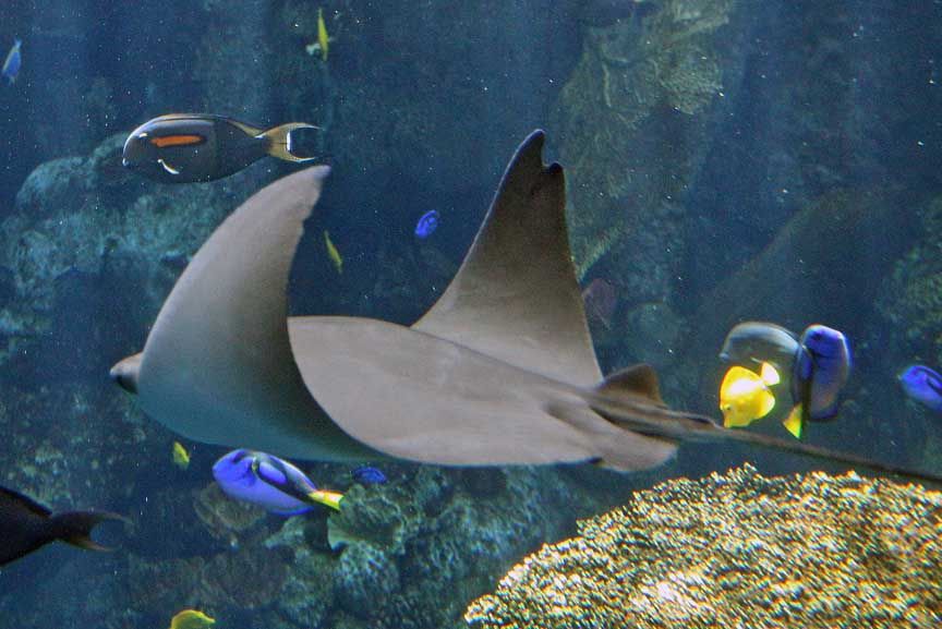 photo of stingray