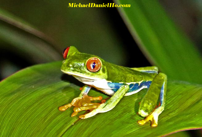 red-eyed tree frog in costa rica