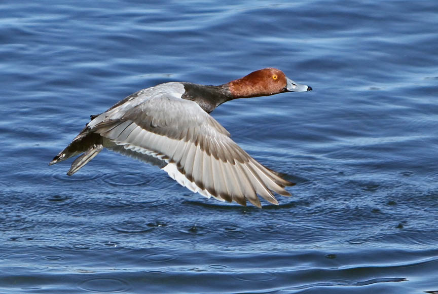 photo of redhead duck