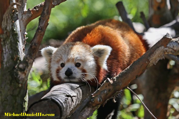 red panda