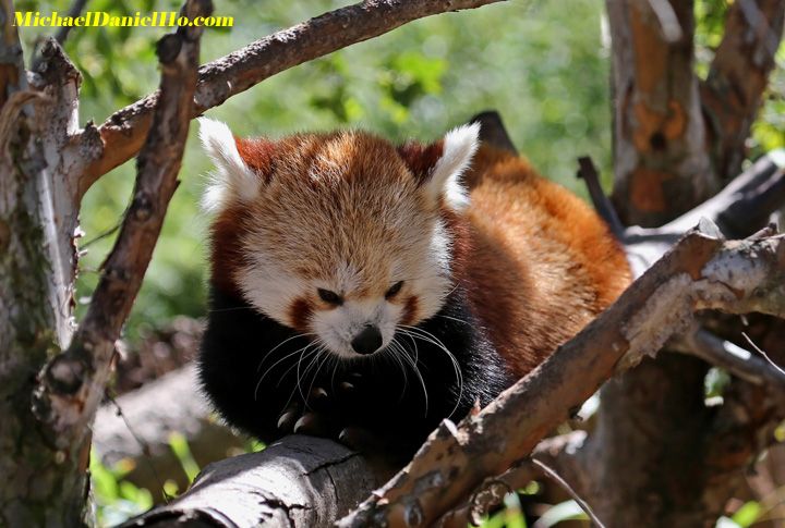 red panda