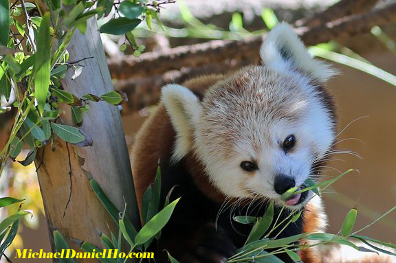 red panda