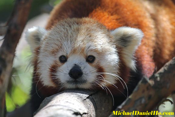 red panda