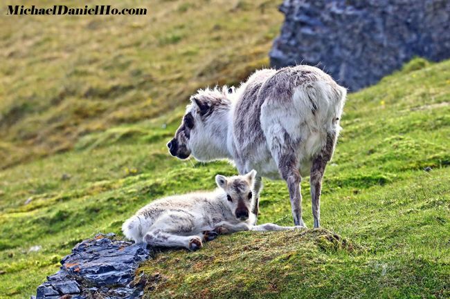 reindeer with calf in svalbard