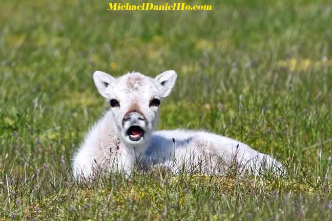 photo of Reindeer calf