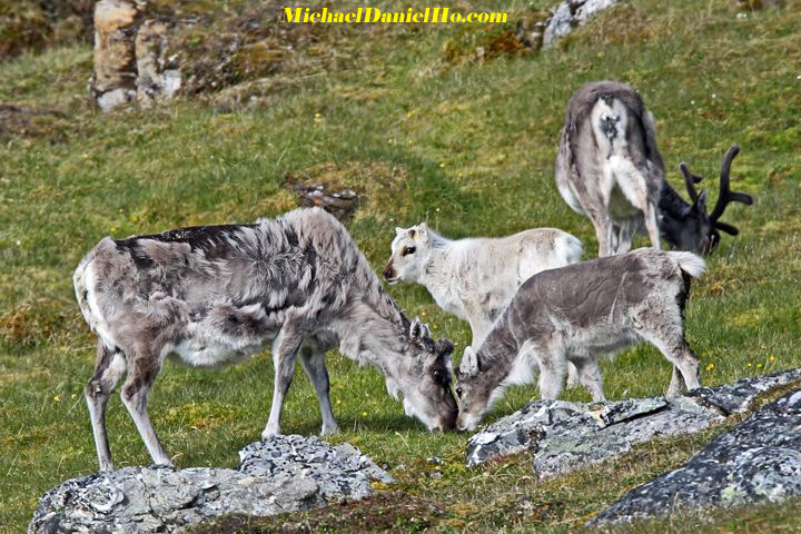 reindeer with calf, high arctic