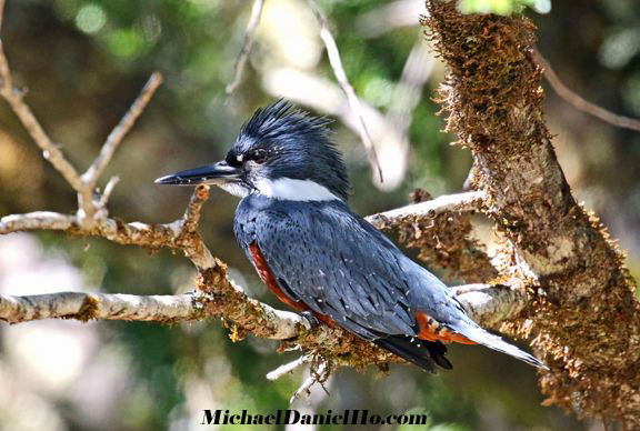 photo of Ringed Kingfisher