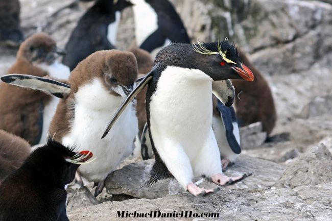 rockhopper penguin hopping in the falklands