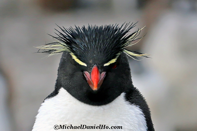 rockhopper penguin portrait