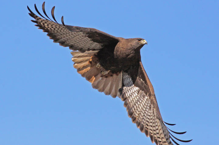 red-tailed hawk flying in the sky