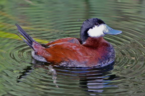 photo of ruddy duck