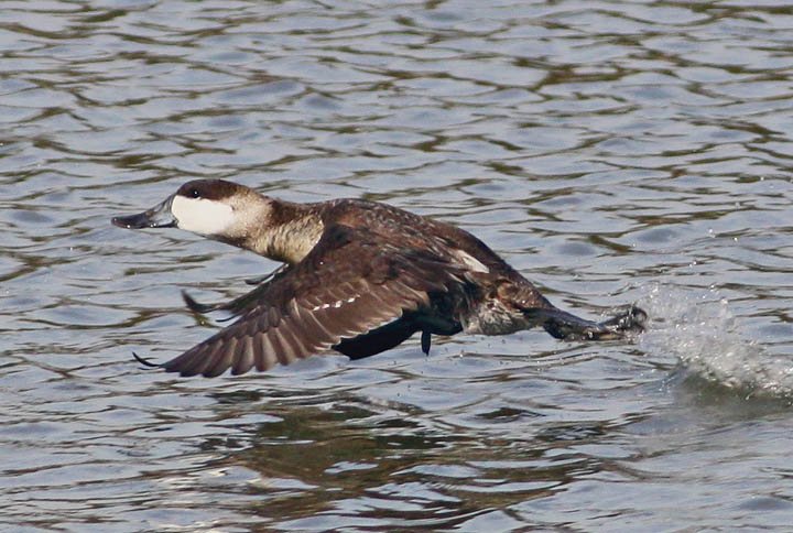 photo of ruddy duck