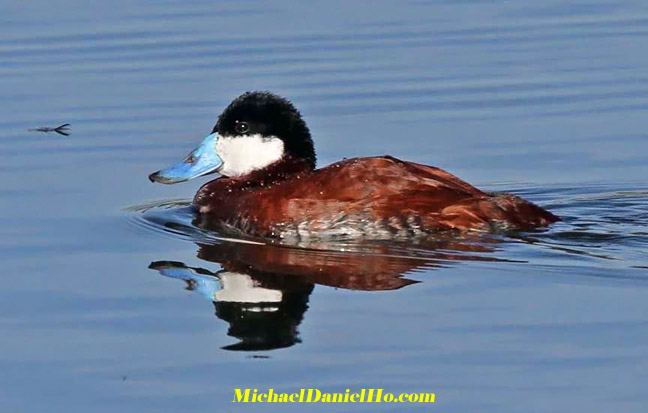 photo of ruddy duck