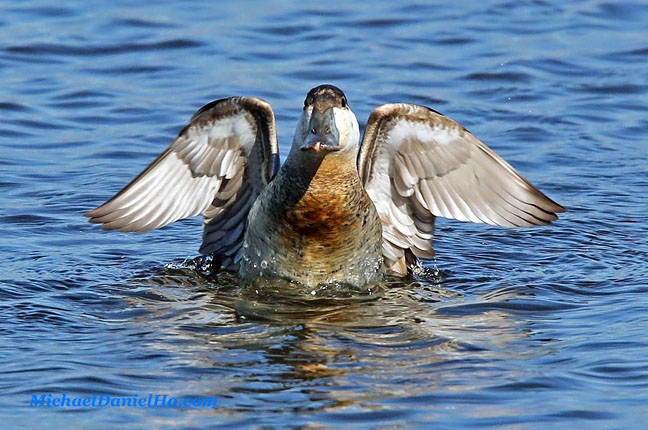 photo of ruddy duck