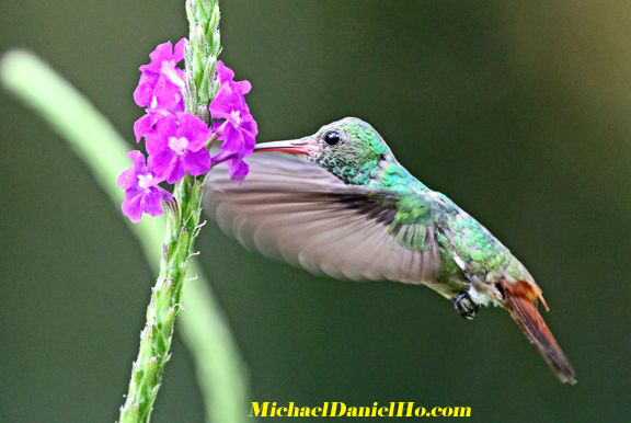 rufous tailed hummingbird