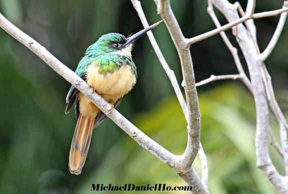 photo of Rufous Tailed Jacamar