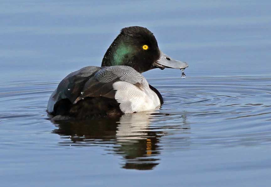 photo of lesser scaup